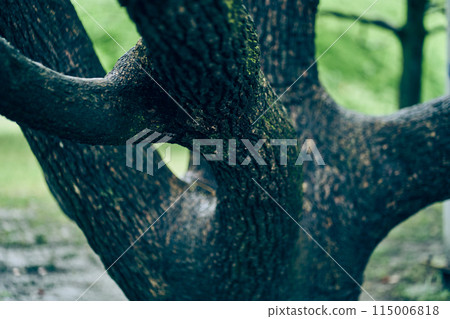 The texture pattern of the bark of a tree with several branches. An old maple trunk with space to copy. High quality photo The texture pattern of the bark of a tree with several branches. An old maple trunk with space to copy. High quality photo 115006818