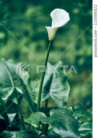 A luxurious background of calla flowers in white. Wallpaper and home decor design. With space to copy. High quality photo 115006822