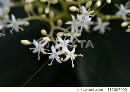 Mizuki's flower 115007000