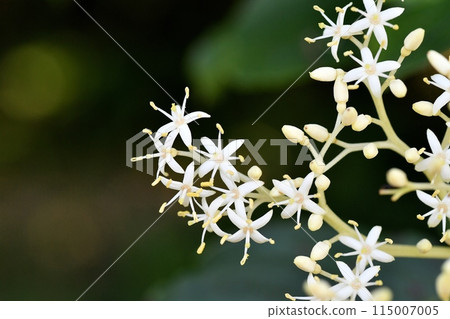 Mizuki's flower Mizuki's flower 115007005