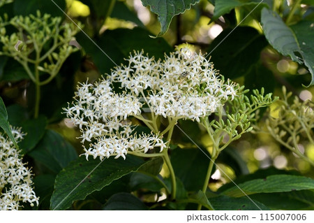 水木的花 115007006