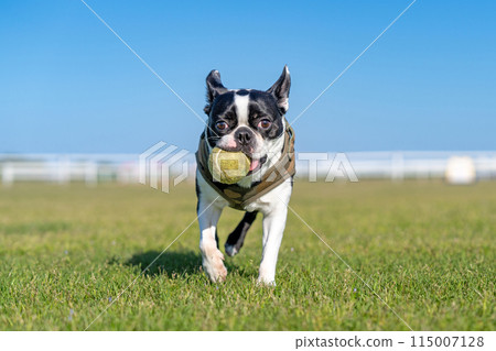 boston terrier playing ball boston terrier playing ball 115007128