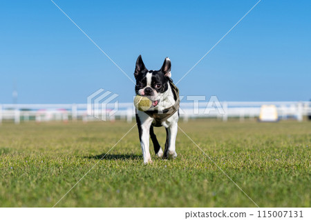 boston terrier playing ball 115007131