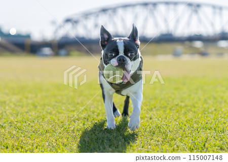 波士頓梗犬打球 波士頓梗犬打球 115007148