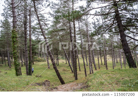The forest at Murvagh in County Donegal, Ireland 115007200