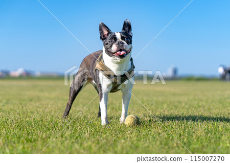 Boston Terrier 115007270