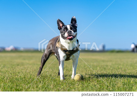 Boston Terrier 115007271