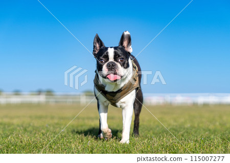 Boston Terrier Boston Terrier 115007277