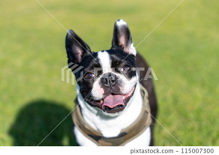 Boston Terrier 115007300