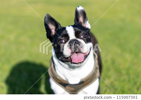 波士頓梗 115007301