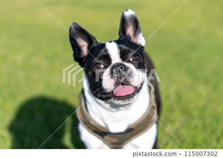 Boston Terrier 115007302