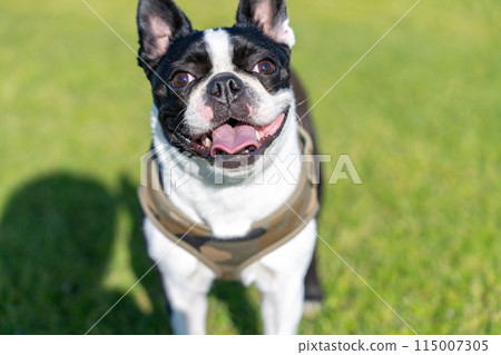 Boston Terrier 115007305