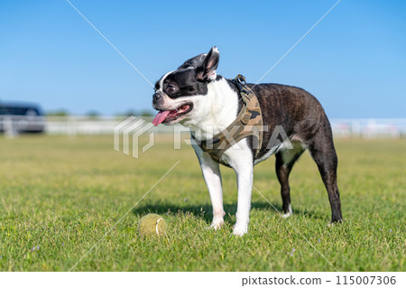 Boston Terrier Boston Terrier 115007306