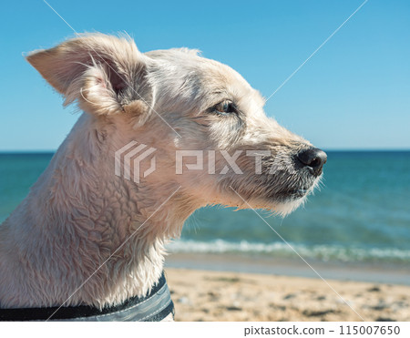 Small white dog relaxing on sandy beach on a sunny day 115007650