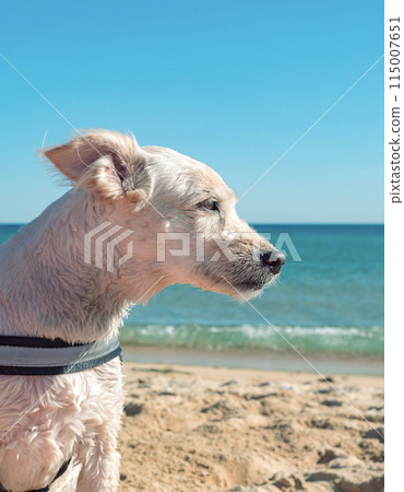 Small white dog relaxing on sandy beach on a sunny day Small white dog relaxing on sandy beach on a sunny day 115007651