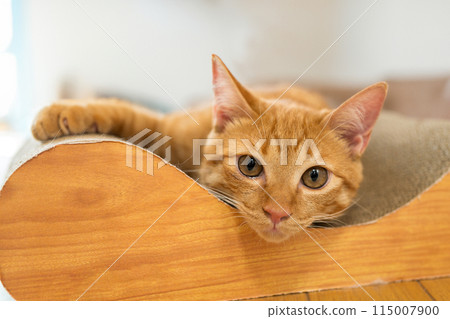A cat relaxing on a scratching post A cat relaxing on a scratching post 115007900