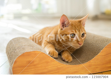 貓在抓板上放鬆 貓在抓板上放鬆 115007904