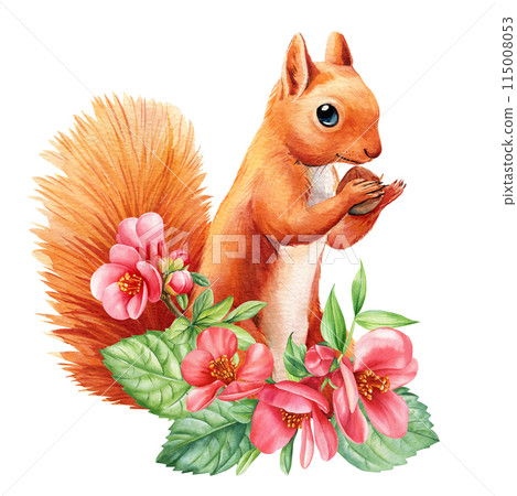 Squirrel with spring flowers white isolated background, watercolor illustration. Cute animal, pink flower hand drawing Squirrel with spring flowers white isolated background, watercolor illustration. Cute animal, pink flower hand drawing 115008053