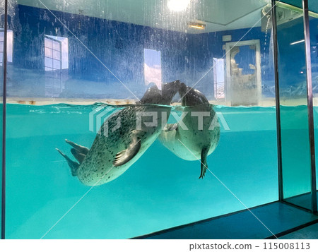 Spotted seals at Izu-Mito Sea Paradise 115008113