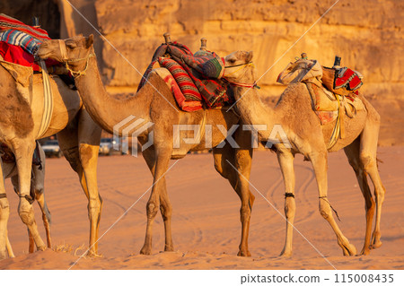 Caravan of camels in Wadi Rum desert, Jordan 115008435