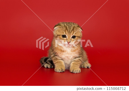 Short-legged, Scottish fold kitten 115008712