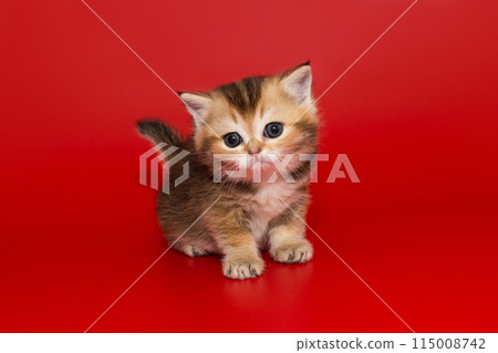 Small and curious red kitten Small and curious red kitten 115008742