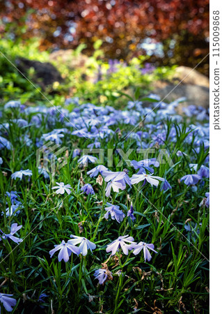 Beautiful flowers, arboretum Tesarske Mlynany, Slovakia Beautiful flowers, arboretum Tesarske Mlynany, Slovakia 115009868