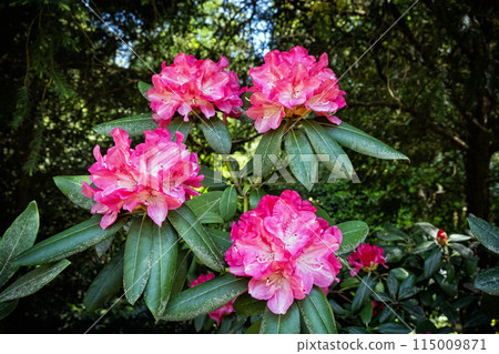 Flowering rhododendron, arboretum Tesarske Mlynany, Slovakia Flowering rhododendron, arboretum Tesarske Mlynany, Slovakia 115009871