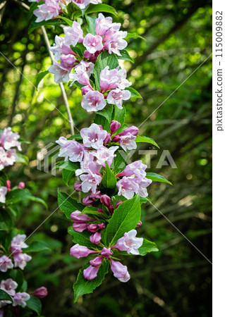 Meadow flowers, arboretum Tesarske Mlynany, Slovakia 115009882