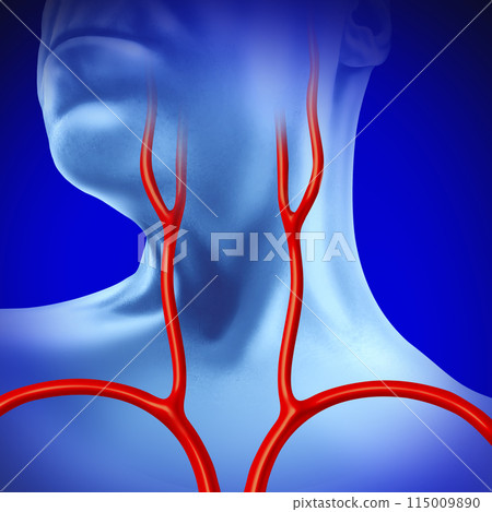 Human Carotid Artery 115009890