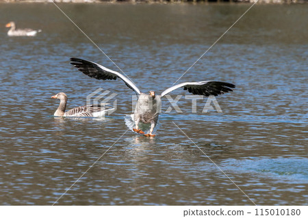 The greylag goose spreading its wings on water. Anser anser is a species of large goose The greylag goose spreading its wings on water. Anser anser is a species of large goose 115010180