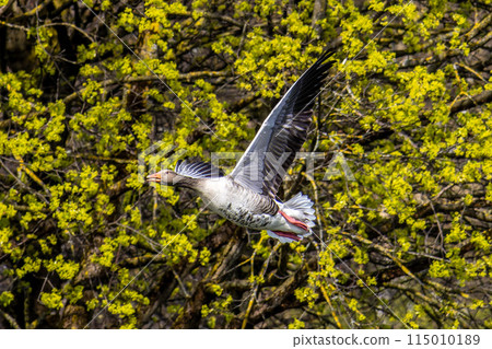 The flying greylag goose, Anser anser is a species of large goose 115010189