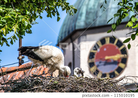 European white Stork, Ciconia ciconia with small babies on the nest in Oettingen, Swabia, Bavaria, Germany, Europe European white Stork, Ciconia ciconia with small babies on the nest in Oettingen, Swabia, Bavaria, Germany, Europe 115010195