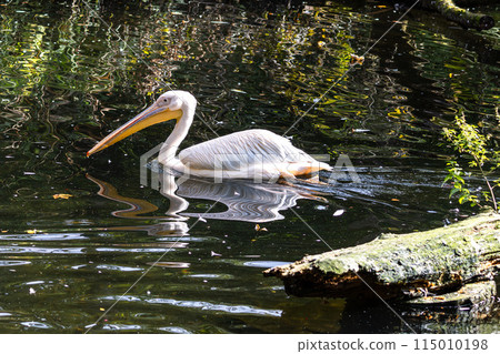 Great White Pelican, Pelecanus onocrotalus in a park Great White Pelican, Pelecanus onocrotalus in a park 115010198