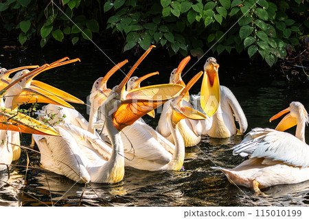 Great White Pelican, Pelecanus onocrotalus in a park Great White Pelican, Pelecanus onocrotalus in a park 115010199