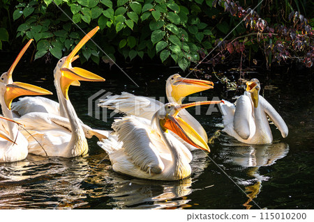 Great White Pelican, Pelecanus onocrotalus in a park Great White Pelican, Pelecanus onocrotalus in a park 115010200
