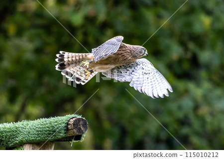 Common kestrel, Falco tinnunculus is a bird of prey species belonging to the falcon family Falconidae. 115010212