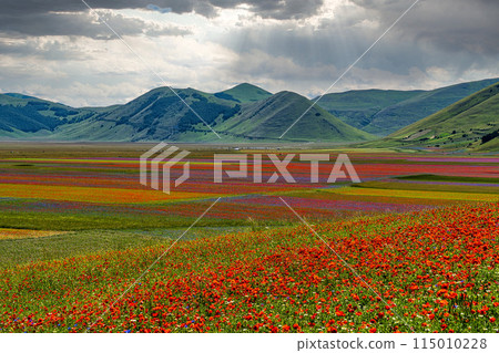 Lentil flowering with poppies and cornflowers in Castelluccio di Norcia, Italy Lentil flowering with poppies and cornflowers in Castelluccio di Norcia, Italy 115010228