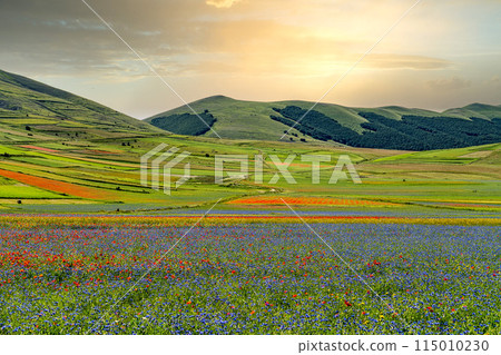 Lentil flowering with poppies and cornflowers in Castelluccio di Norcia, Italy Lentil flowering with poppies and cornflowers in Castelluccio di Norcia, Italy 115010230