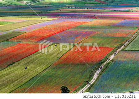 Lentil flowering with poppies and cornflowers in Castelluccio di Norcia, Italy 115010231