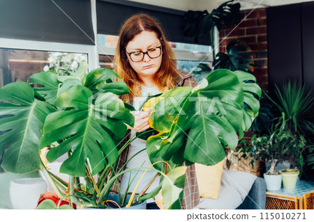Young upset, sad woman examining yellowed leaf of home Monstera plant. Houseplants diseases. Diseases Disorders Identification and Treatment, Houseplants sunburn, overwatering. Damaged Leaves. 115010271