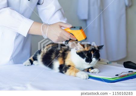 Doctor taking the temperature of a domestic cat . 115010283