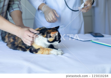 Housewife with cat visiting doctor in clinic. Housewife with cat visiting doctor in clinic. 115010284