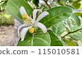 Lemon flowers on tree 115010581
