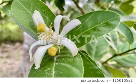 Lemon flowers on tree 115010581