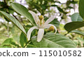 Lemon flowers on tree 115010582