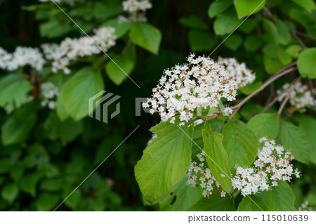 Garlic flowers Garlic flowers 115010639