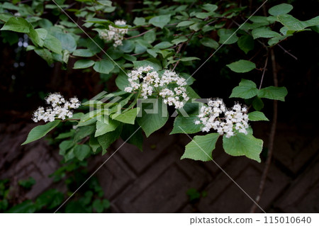 Garlic flowers 115010640