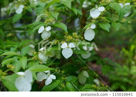 Gakutsugi花 115010641