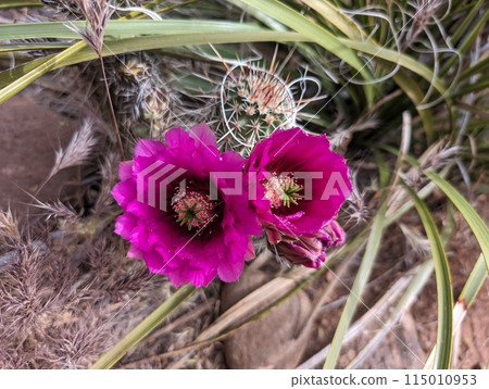 Pink cactus flower 115010953